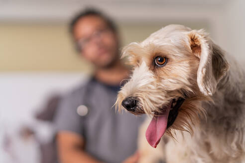 Weichzeichner von niedlichen Zwergschnauzer-Hund mit herausragender Zunge Blick auf die Kamera in der Nähe von Tierarzt bei Besuch in der Klinik - ADSF35418