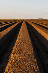 Landwirtschaftlich genutzte Flächen bei Sonnenuntergang - NOF00556