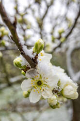 Obstbaumblüten im Winter - MHF00613