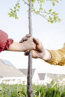 Hände eines Mannes und eines Mädchens halten Pflanzenstängel im Garten - KMKF01851