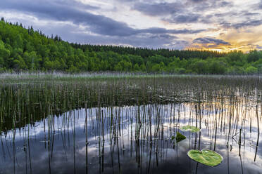 Sweden, Vastra Gotaland County, View of Vastra Silen lake and surrounding forest at sunset - STSF03269