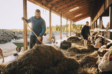 Young farmer using rake near woman standing by cows in stable - MASF31080