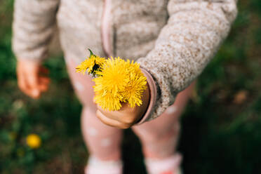 Von oben auf die Ernte unerkennbares Kind in warmer Jacke, das ein Bündel frischer gelber Pusteblumen auf einer grünen Wiese in der Natur zeigt - ADSF35508