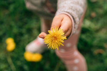 Von oben auf die Ernte unerkennbares Kind in warmer Jacke, das ein Bündel frischer gelber Pusteblumen auf einer grünen Wiese in der Natur zeigt - ADSF35509