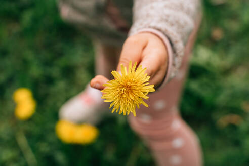 From above of crop unrecognizable child in warm jacket demonstrating bunch of fresh yellow dandelions standing on green grassy meadow in nature - ADSF35509