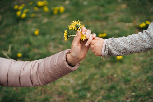 Kleines Mädchen in Freizeitkleidung präsentiert Bündel von gepflückten gelben Löwenzahn zu anonymen Ernte Mutter, während die Zeit zusammen in der Natur am Frühlingstag - ADSF35510
