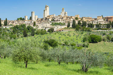 Italien, Toskana, San Gimignano, Sommerlicher Obstgarten mit mittelalterlicher Stadt im Hintergrund - WGF01395