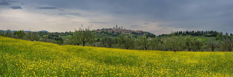 Italien, Toskana, San Gimignano, Panoramablick auf eine Sommerwiese mit der Stadt in der Ferne im Hintergrund - WGF01396