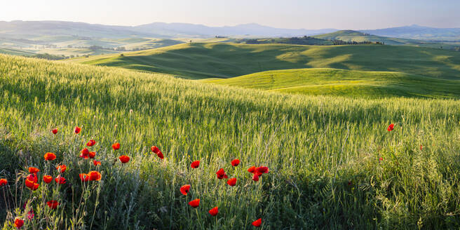 Italien, Toskana, Pienza, Panoramablick auf die grünen Hügel des Val DOrcia im Frühling mit blühenden Mohnblumen im Vordergund - WGF01410