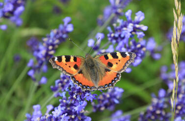 Orangefarbener Schmetterling, der sich auf blühendem Lavendel niederlässt - JTF02106
