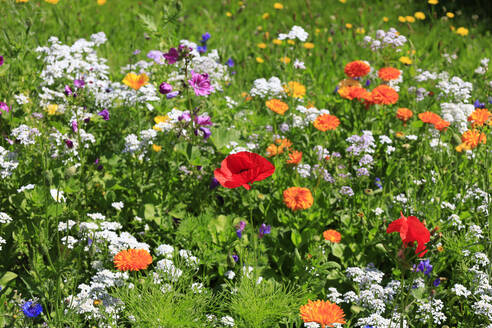 Bunte Wildblumen blühen auf einer Sommerwiese - JTF02109