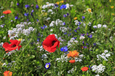 Mohnblumen blühen auf einer bunten Sommerwiese - JTF02112