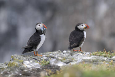 Zwei Papageientaucher (Fratercula arctica) auf felsiger Oberfläche stehend - MJOF01951