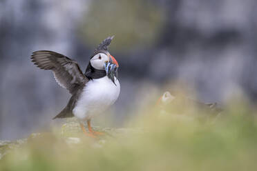 Papageientaucher (Fratercula arctica) stehend im Freien mit Fisch im Schnabel - MJOF01952