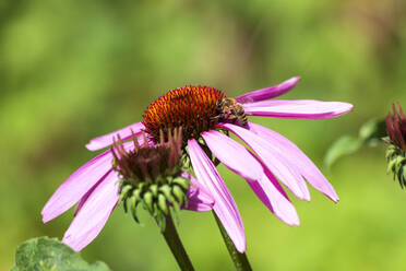 Honey bee feeding on blooming coneflower - NDF01478