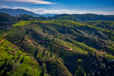 Luftaufnahme des Ella Tea Garden, Nuwara Eliya, Sri Lanka. - AAEF14668