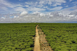 Luftaufnahme einer unbefestigten Straße, umgeben von grünen Bäumen und bewölktem Himmel in Cadiz, Andalusien, Spanien. - AAEF14841