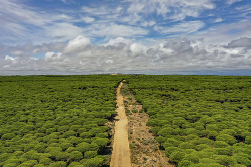 Aerial view of a dirt road surrounded by green tree forest preserve area with blue cloudy skies in Cadiz, Andalusia, Spain. - AAEF14841