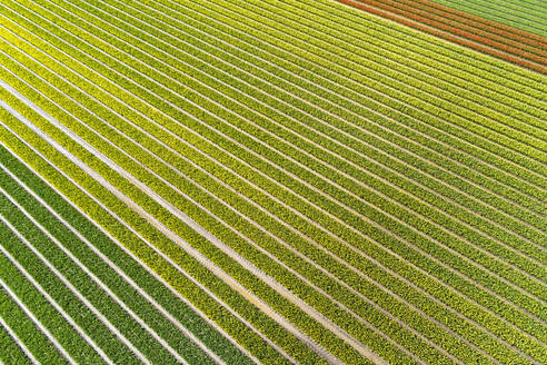 Aerial view of rows of cultivated tulips in a flower field during springtime, Flevoland, Netherlands. - AAEF14843