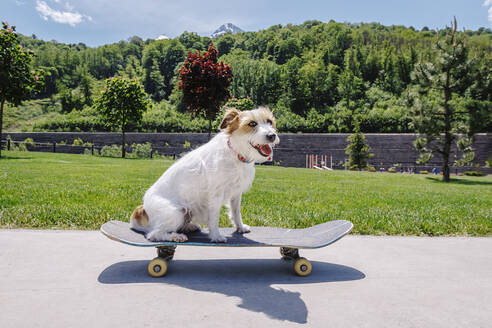 Dog sitting on skateboard in front of trees - OMIF00953