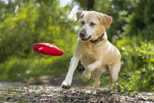 Junger Labrador Retriever fängt Plastikscheibe - STSF03270