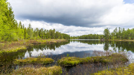 Schweden, Varmland, Seeufer im Naturschutzgebiet Glaskogen - STSF03273