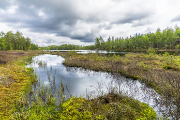 Schweden, Varmland, Seeufer im Naturschutzgebiet Glaskogen - STSF03274