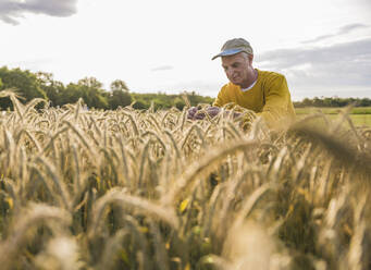 Happy farmer examining wheat crops at farm - UUF26664