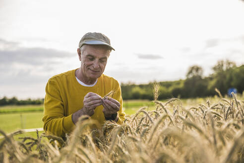 Senior farmer wearing cap examining crop at field - UUF26666