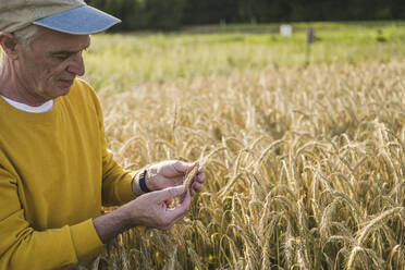 Ein älterer Landwirt mit Mütze prüft die Weizenernte auf einem Bauernhof - UUF26669