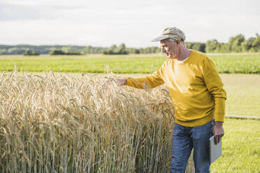 Senior-Landwirt mit Tablet-PC bei der Untersuchung von Weizen auf dem Feld - UUF26677