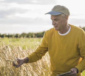 Landwirt mit Mütze bei der Prüfung von Weizenpflanzen auf dem Bauernhof - UUF26680