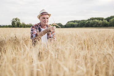 Ein älterer Landwirt prüft die Weizenernte auf seinem Hof - UUF26685