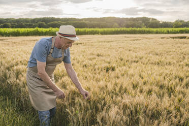 Farmer wearing apron examining wheat in farm - UUF26696