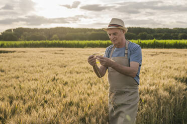 Senior farmer wearing apron examining crop on field - UUF26697