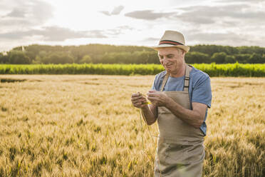Glücklicher Bauer mit Schürze, der die Ernte auf dem Bauernhof untersucht - UUF26698