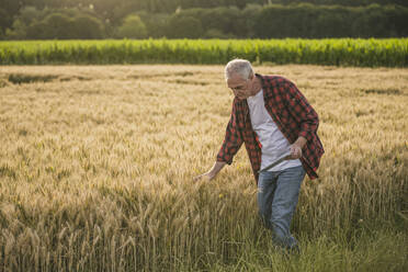 Farmer with tablet PC examining wheat crop - UUF26705