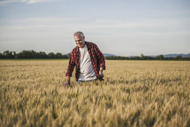 Happy senior farmer examining wheat crop on field - UUF26706