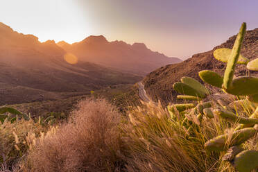 Blick auf Straße und Flora in bergiger Landschaft während der goldenen Stunde bei Tasarte, Gran Canaria, Kanarische Inseln, Spanien, Atlantik, Europa - RHPLF22096