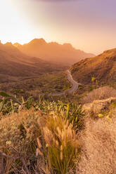 Blick auf Straße und Flora in bergiger Landschaft während der goldenen Stunde bei Tasarte, Gran Canaria, Kanarische Inseln, Spanien, Atlantik, Europa - RHPLF22097