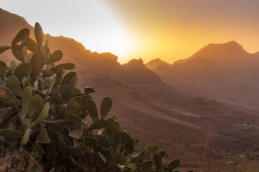 Blick auf die Flora in einer bergigen Landschaft während der goldenen Stunde bei Tasarte, Gran Canaria, Kanarische Inseln, Spanien, Atlantik, Europa - RHPLF22098