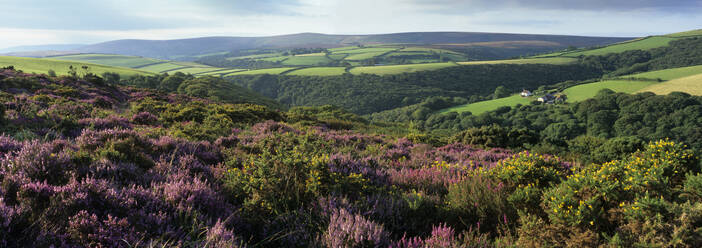 Blick über violettes Heidemoor auf Dunkery Beacon, Exmoor National Park, Somerset, England, Vereinigtes Königreich, Europa - RHPLF22101