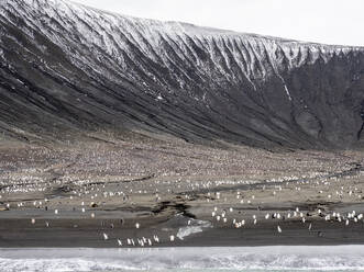 Zügelpinguine (Pygoscelis antarcticus) und Adeliepinguine auf Saunders Island, Südliche Sandwich-Inseln, Südatlantik, Polarregionen - RHPLF22119