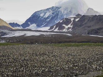 Königspinguin (Aptenodytes patagonicus), größte Brutkolonie in der St. Andrews Bay, Südgeorgien, Südatlantik, Polarregionen - RHPLF22127