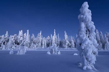 Frozen trees in the snowcapped forest under the stars at twilight, Lapland, Finland, Europe - RHPLF22158