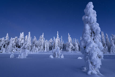 Gefrorene Bäume im schneebedeckten Wald unter den Sternen in der Dämmerung, Lappland, Finnland, Europa - RHPLF22158