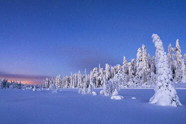 Frozen spruce trees covered with snow during winter dusk, Lapland, Finland, Europe - RHPLF22159