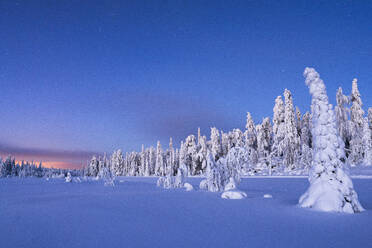 Gefrorene Fichten mit Schnee bedeckt in der Winterdämmerung, Lappland, Finnland, Europa - RHPLF22159