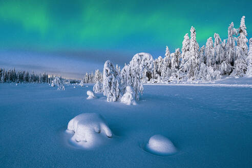 Nordlicht (Aurora Borealis) über gefrorenen, schneebedeckten Fichten in der Abenddämmerung, Lappland, Finnland, Europa - RHPLF22160