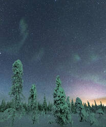 Gefrorene Bäume unter dem Sternenhimmel während des Nordlichts (Aurora Borealis) im Winter, Iso Syote, Lappland, Finnland, Europa - RHPLF22164